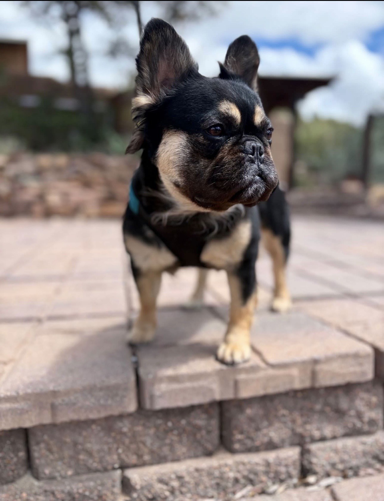 Chia, a French Bulldog dam at Tye Frenchies