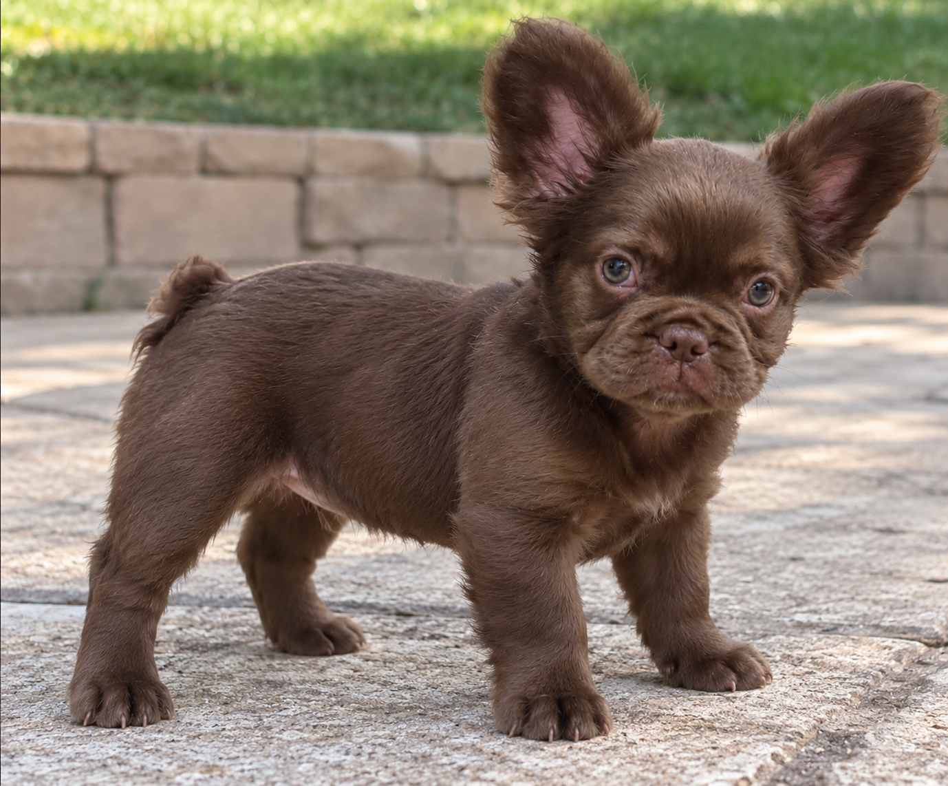 Chocavelli, upcoming chocolate fluffy French Bulldog stud at Tye Frenchies