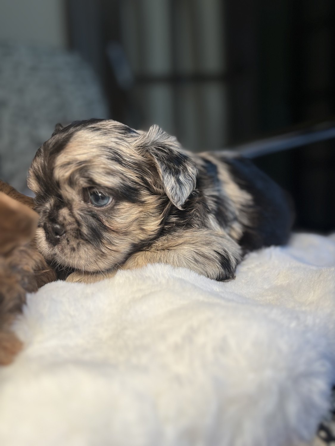 Original group photograph from our French Bulldog puppies
