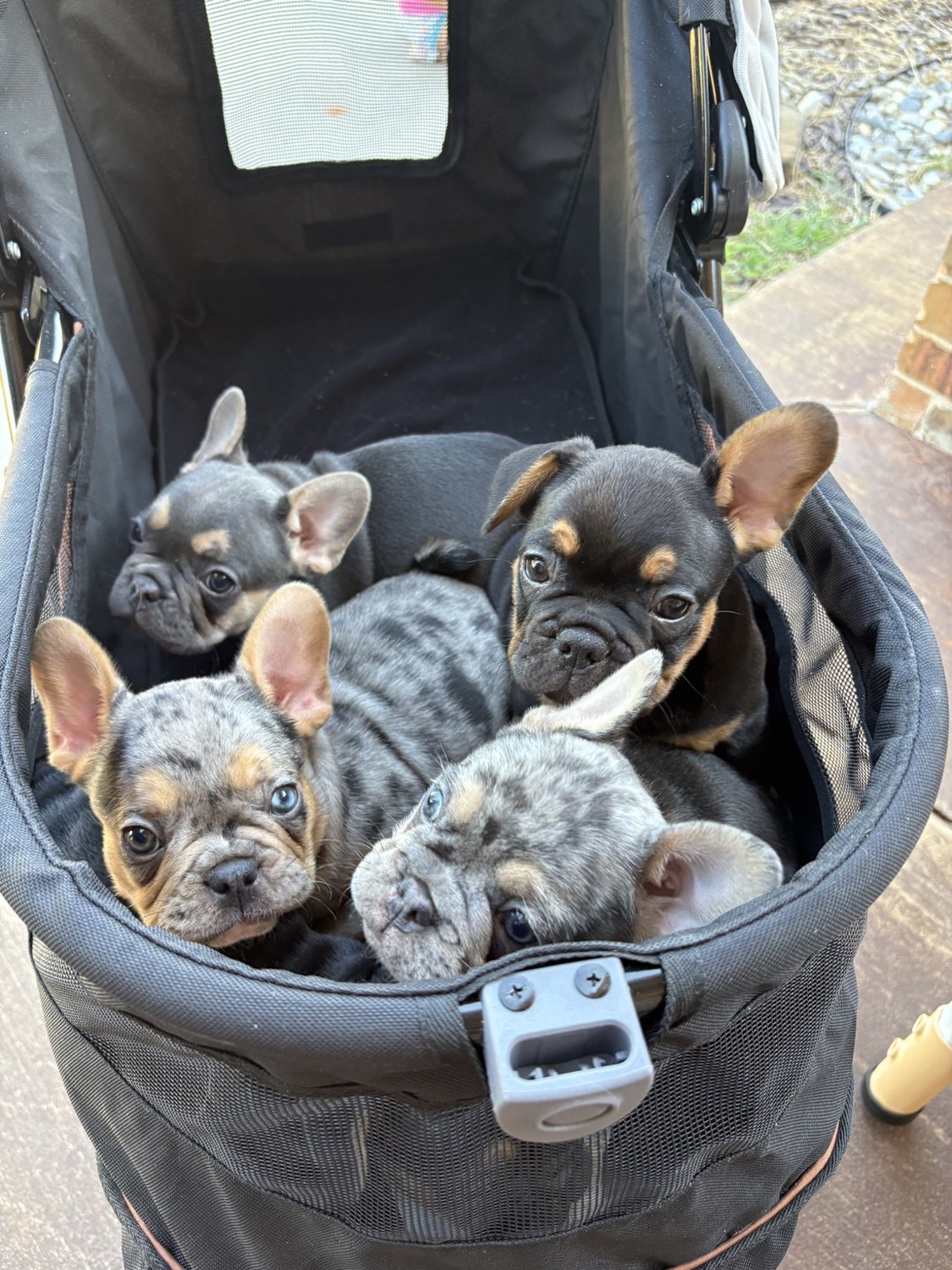 Original group photograph of Smarty's litter